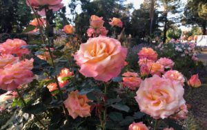 picture of roses